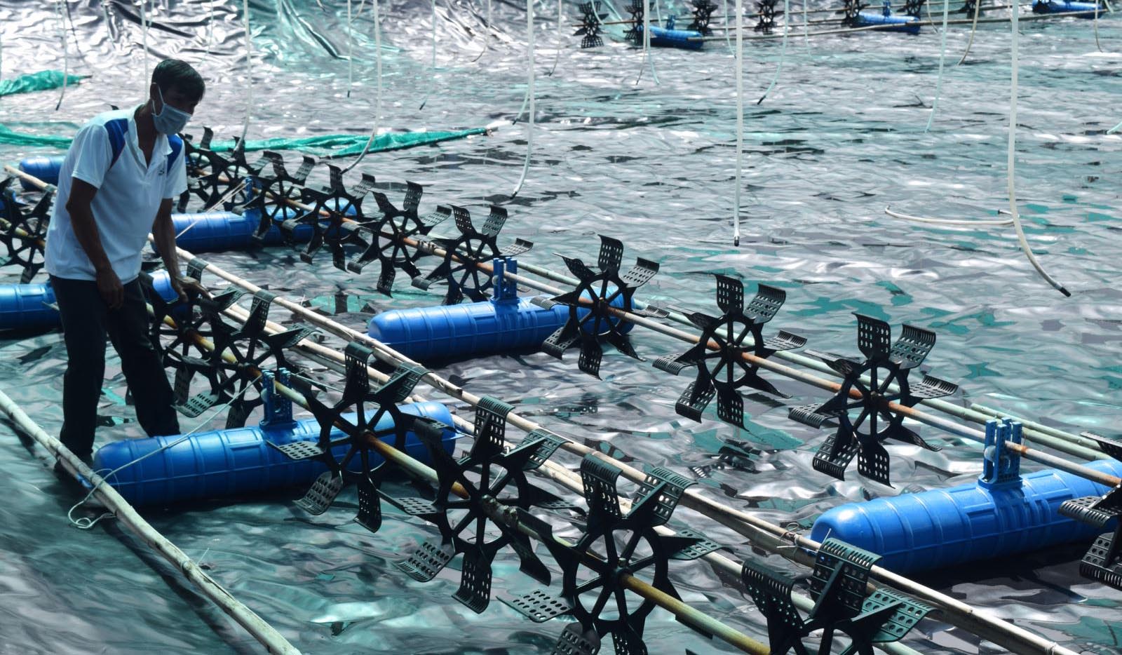 Những biện pháp tiết kiệm điện trong nuôi tôm của nông dân Cao Chính Thức