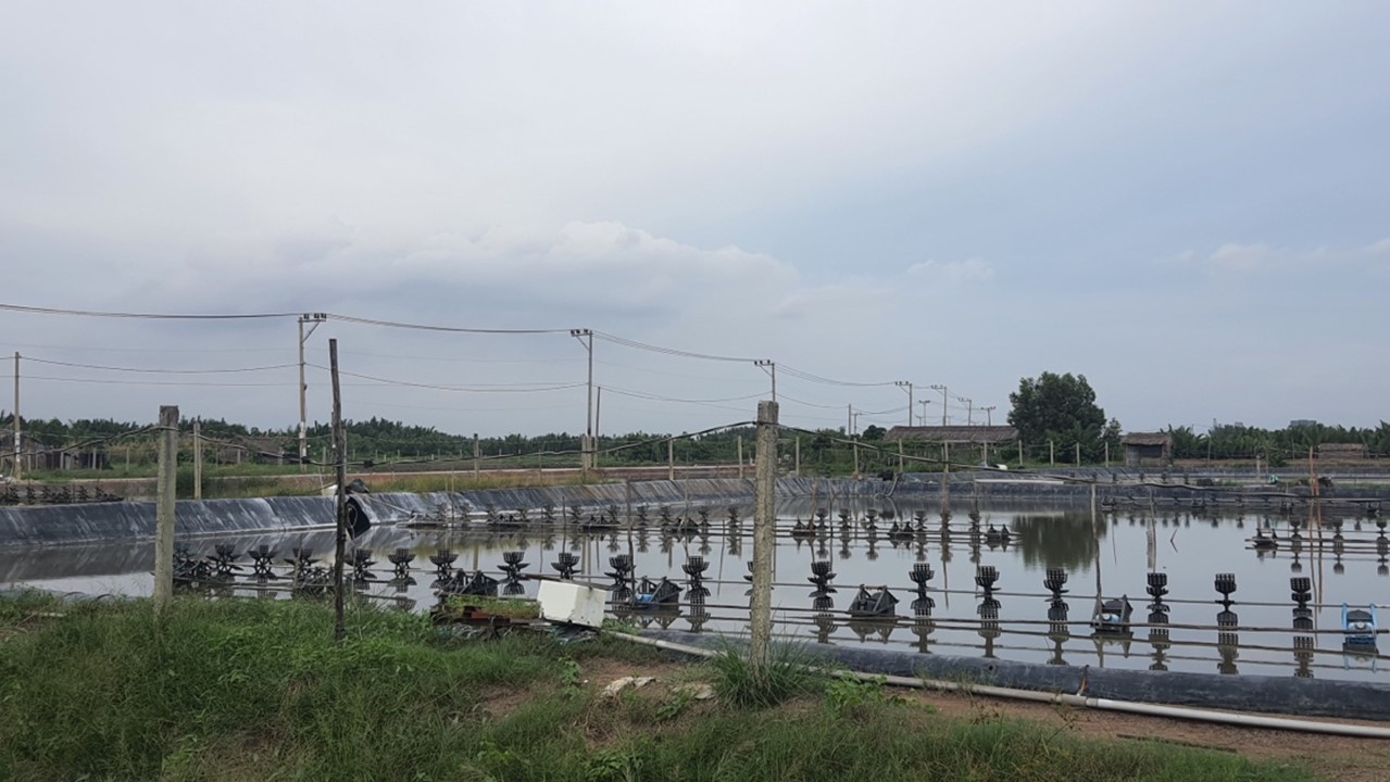 EVNHCMC nâng cấp hệ thống lưới điện phục vụ nuôi trồng thuỷ sản công nghệ cao